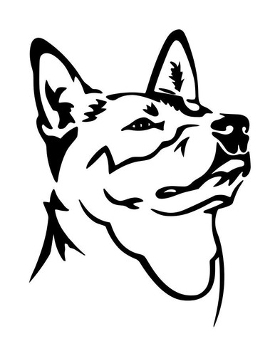 Australian cattle dog - australian, face